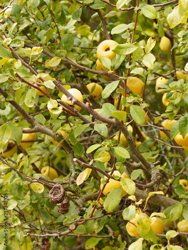 Billede på lærred Cognassier du Japon (Chaenomeles japonica) aux feuilles ovales vert brillant, au