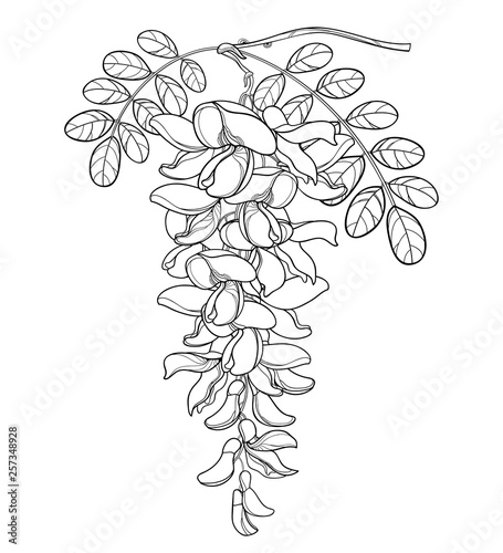 Branch of outline false Acacia or black Locust or Robinia flower, bud and leaves in black isolated on white background. photo