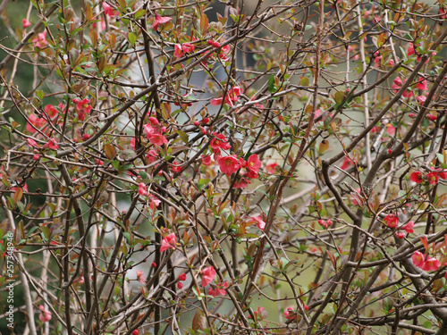 Billede på lærred Cognassier du Japon (Chaenomeles japonica)