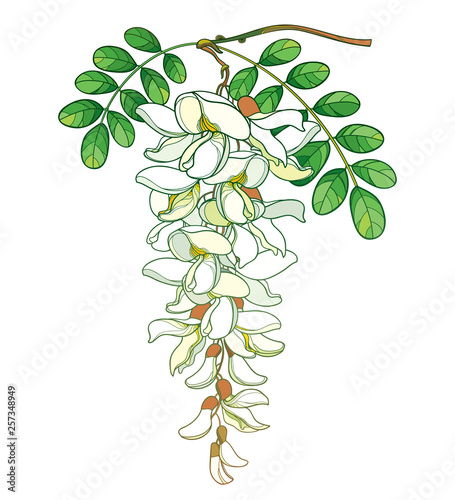 Branch of outline pastel false Acacia or black Locust or Robinia flower, bud and green leaves isolated on white background.