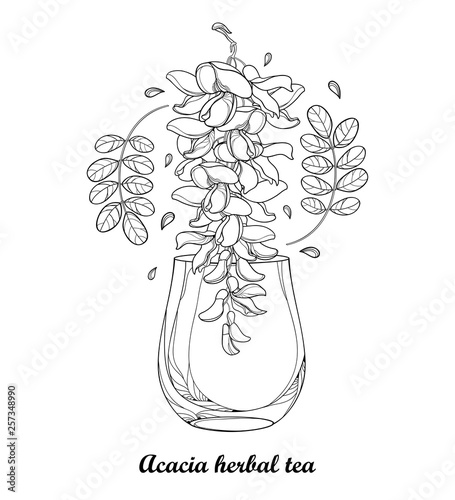 Drawing of cup of contour Acacia or black Locust herbal tea with leaves and flower in black isolated on white background.