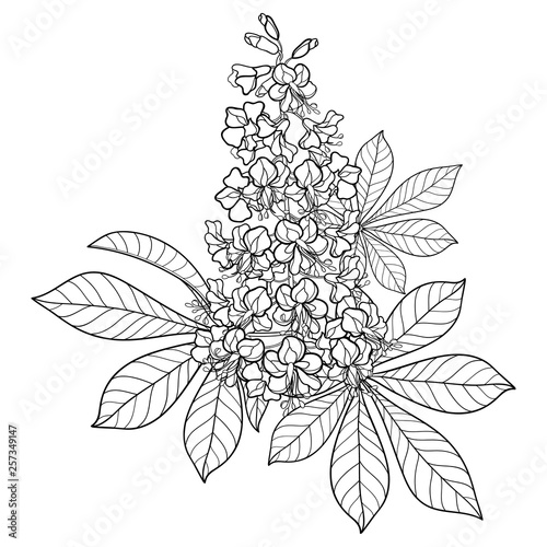 Contour Buckeye or Horse chestnut or Aesculus flower bunch with ornate leaf in black isolated on white background.