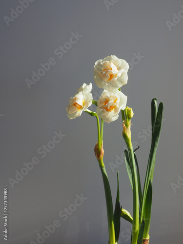 Narcissus blooming at home