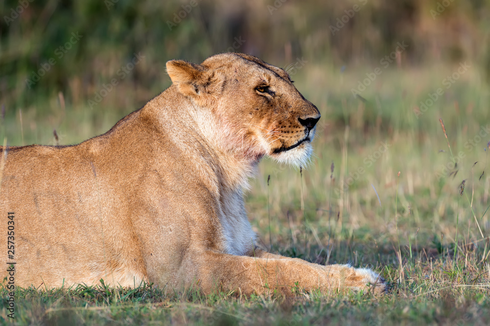 Lion in National park of Kenya Lion in National park of Kenya