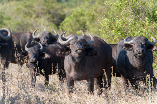 Wild African buffalo bull