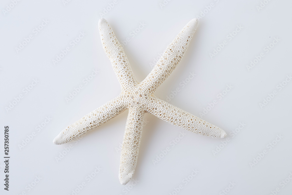 star fish on white background star fish on white background
