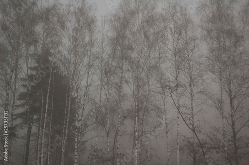 birches in the fog