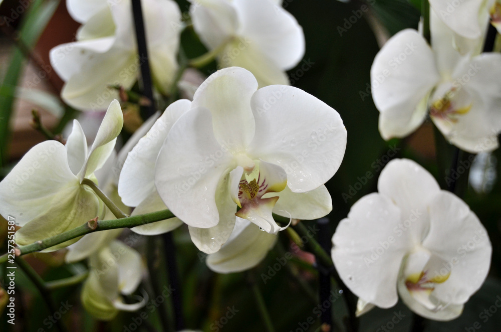 Background with orchids. Background with orchids.