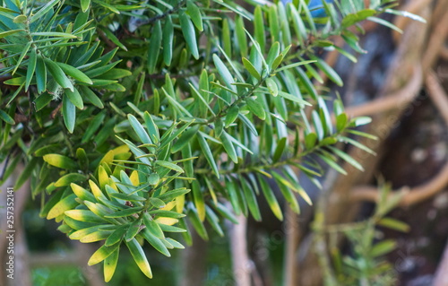 Closeup image of Totara tree leaves. Podocarpus totara is a species of podocarp tree endemic to New Zealand. photo