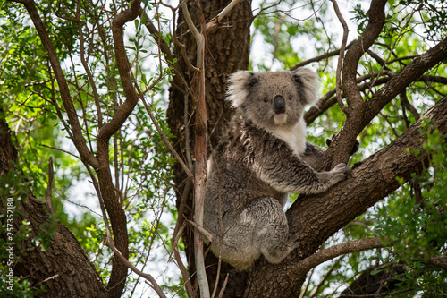 Canvas Print koala in a tree