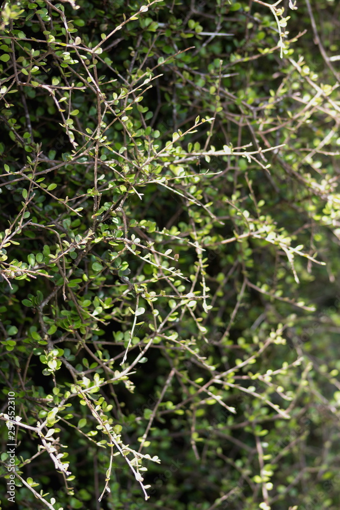 Pittosporum obcordatum, commonly called heart-leaved kohuhu or heart-leaved kohukohu or kohukohu, is a species of plant in the Pittosporaceae family. It is endemic to New Zealand. Pittosporum obcordatum, commonly called heart-leaved kohuhu or heart-leaved kohukohu or kohukohu, is a species of plant in the Pittosporaceae family. It is endemic to New Zealand.
