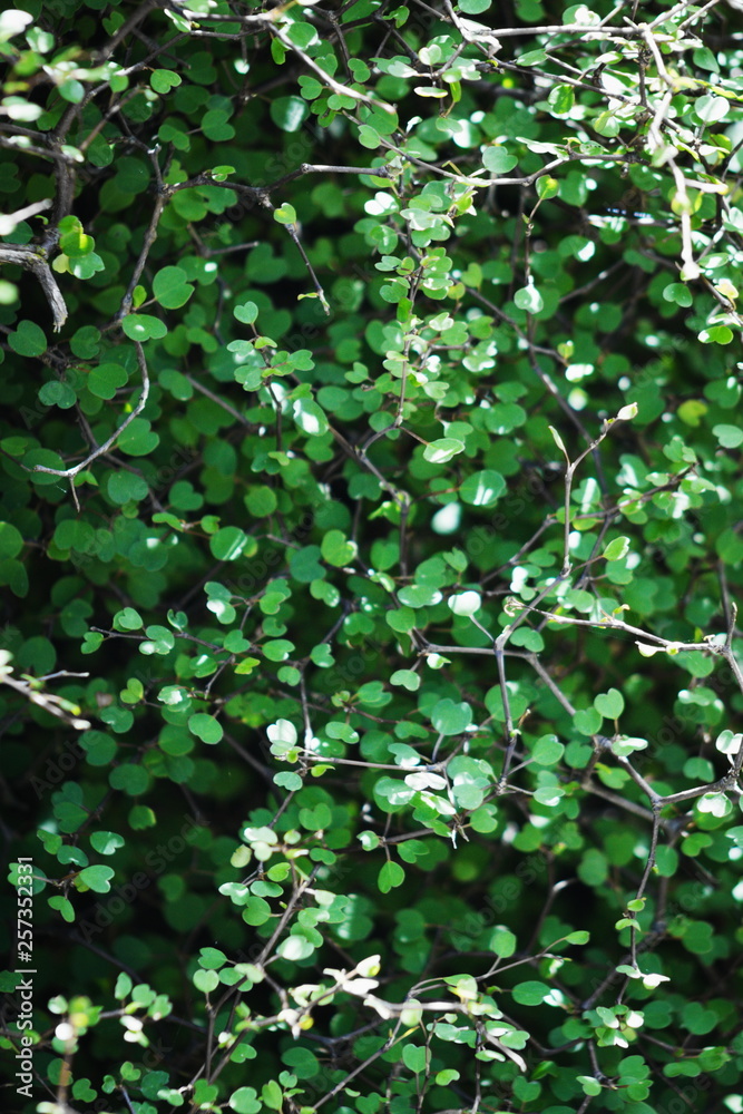 Pittosporum obcordatum, commonly called heart-leaved kohuhu or heart-leaved kohukohu or kohukohu, is a species of plant in the Pittosporaceae family. It is endemic to New Zealand. Pittosporum obcordatum, commonly called heart-leaved kohuhu or heart-leaved kohukohu or kohukohu, is a species of plant in the Pittosporaceae family. It is endemic to New Zealand.