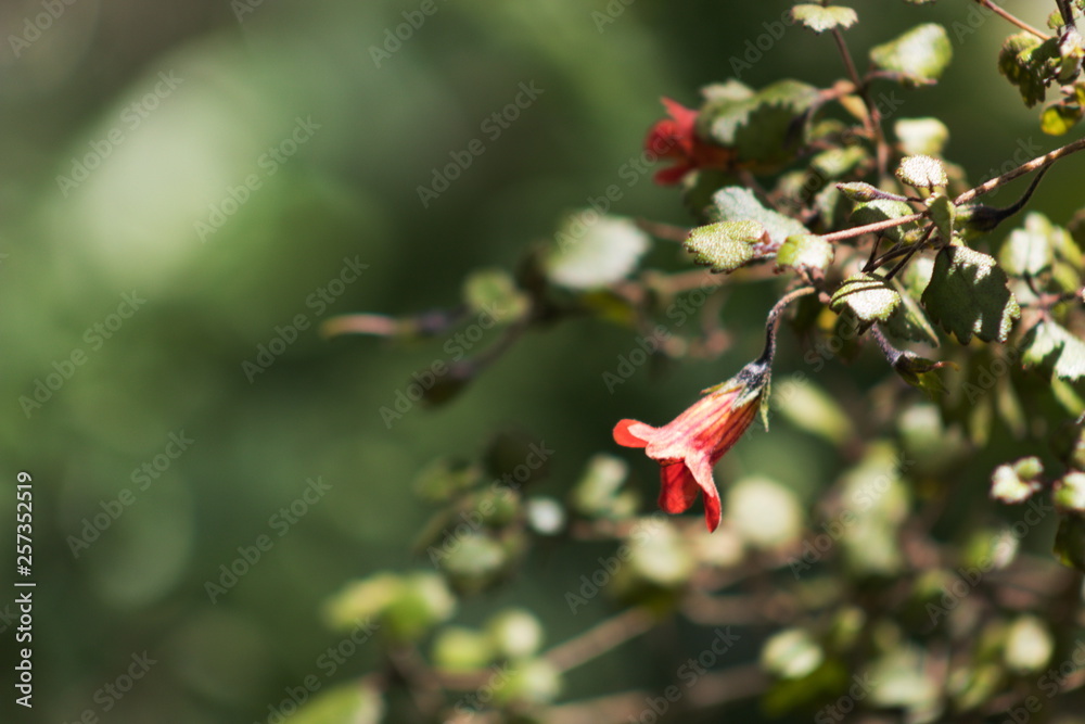 Rhabdothamnus solandri, commonly known as Gloxinia is native to New Zealand.other names for the plant are taurepo, matata and waiuatua. Rhabdothamnus solandri, commonly known as Gloxinia is native to New Zealand.other names for the plant are taurepo, matata and waiuatua.
