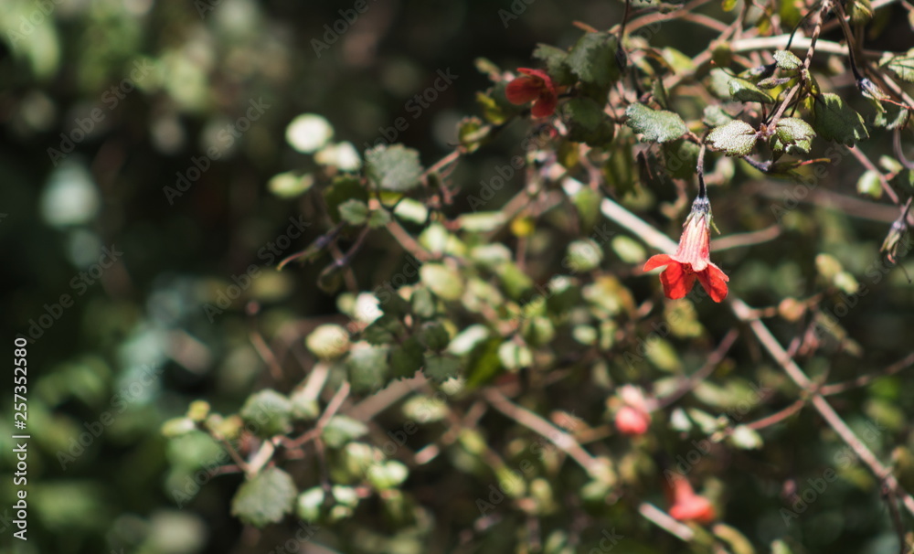 Rhabdothamnus solandri, commonly known as Gloxinia is native to New Zealand.other names for the plant are taurepo, matata and waiuatua.