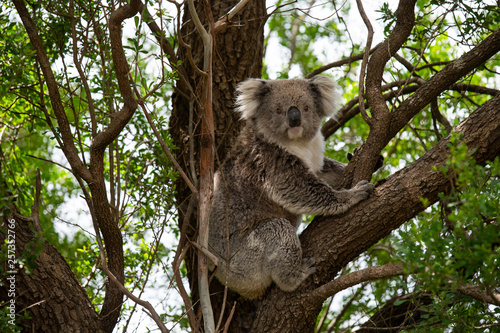 Canvas Print koala in a tree