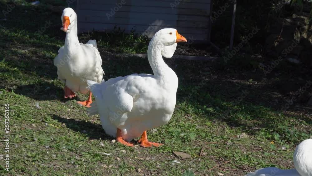 Two big white geese at summer, 4k