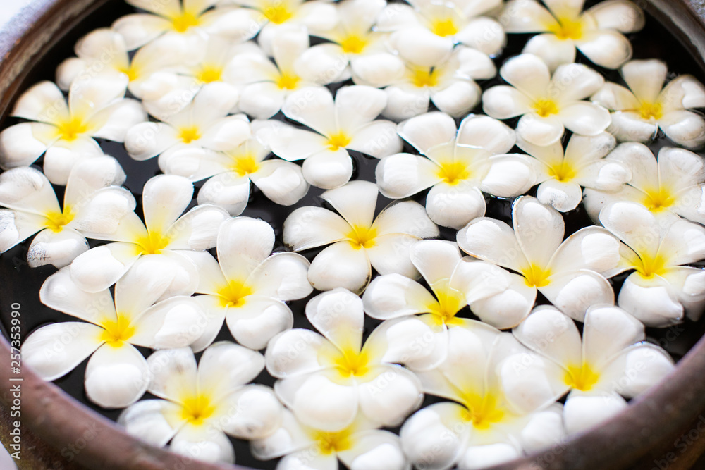 Frangipani Flower or Plumeria Frangipani Flower or Plumeria