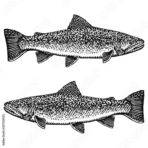 Brook Trout Illustration in a rough woodcut style