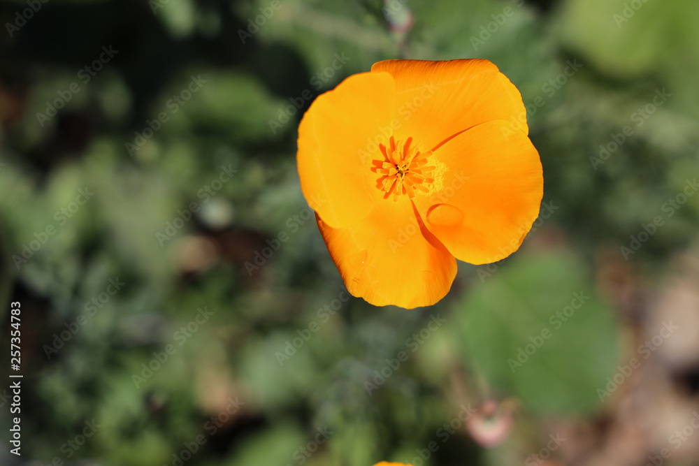 Walker Canyon California Poppy Super Bloom Walker Canyon California Poppy Super Bloom