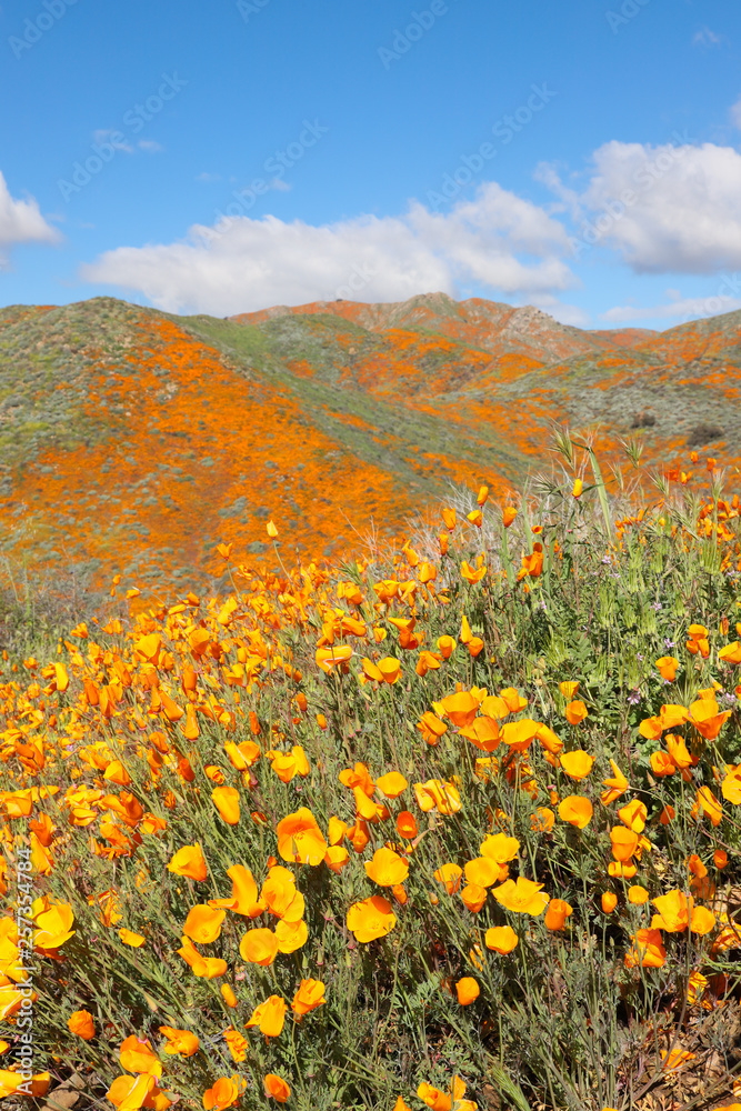 Walker Canyon California Poppy Super Bloom
