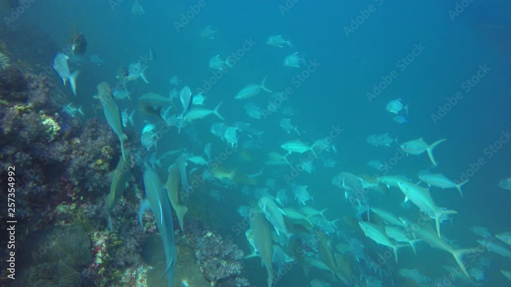 Underwater coral reef and fish in Indian Ocean Underwater coral reef and fish in Indian Ocean