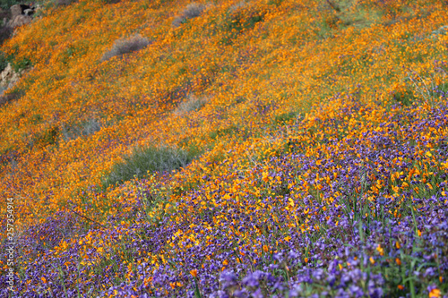 Walker Canyon California Poppy Super Bloom