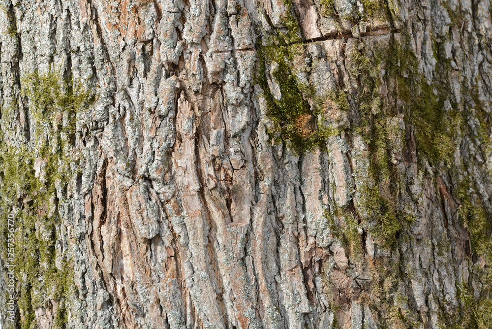 The bark of an old tree covered with a moss close up as texture and background The bark of an old tree covered with a moss close up as texture and background