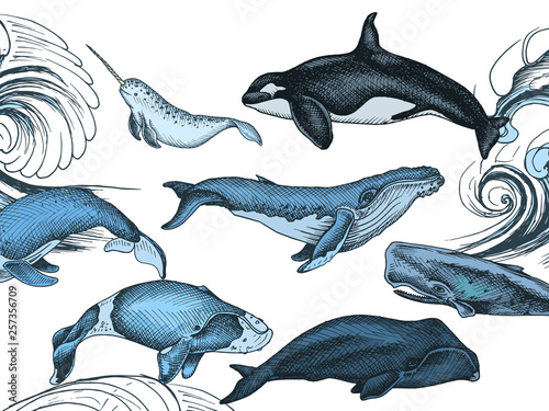 Card with whale. Colorful vector illustration with wildlifr animals.