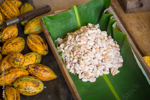 Ripe cocoa pod and beans setup on rustic wooden background.