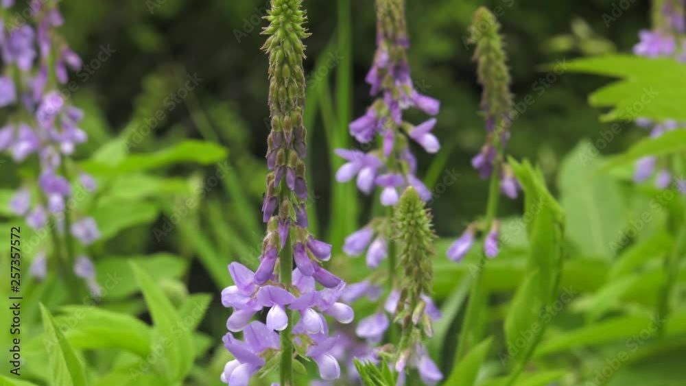 Blooming Galega officinalis. Blooming Galega officinalis.