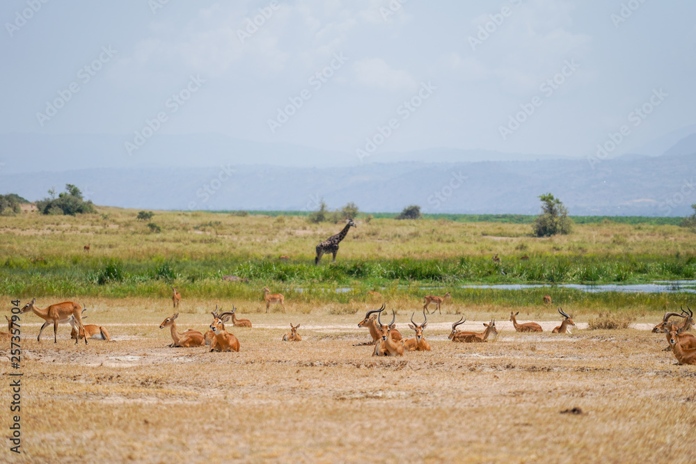 Naklejka premium Landscape in Murchison Falls