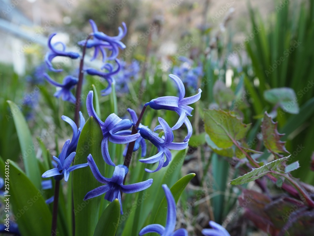 初春の庭に咲く青いヒヤシンスの花 Stock Photo Adobe Stock