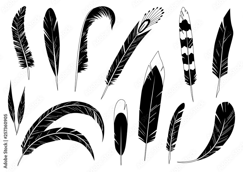 Obraz premium Realistic detailed feathers set, hand drawn vector illustration, black ink graphic isolated on white . Art decorative element for prints, cards, pattern, tattoo design.
