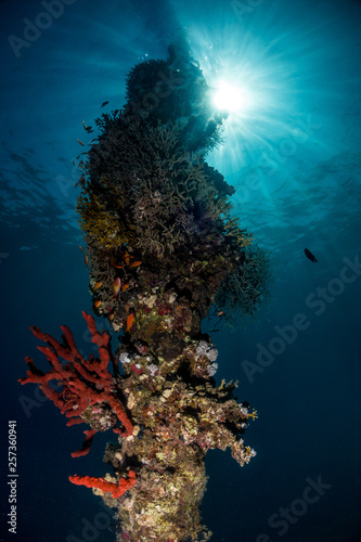 old jetty underwater shams diving center safaga