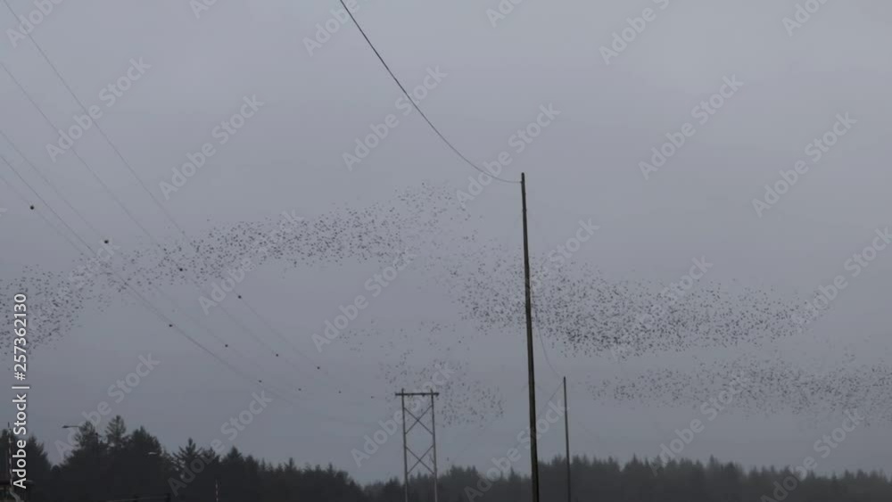 Flying Insect Murmurations Murmuration, Hundreds of birds flying together in unison creating ...