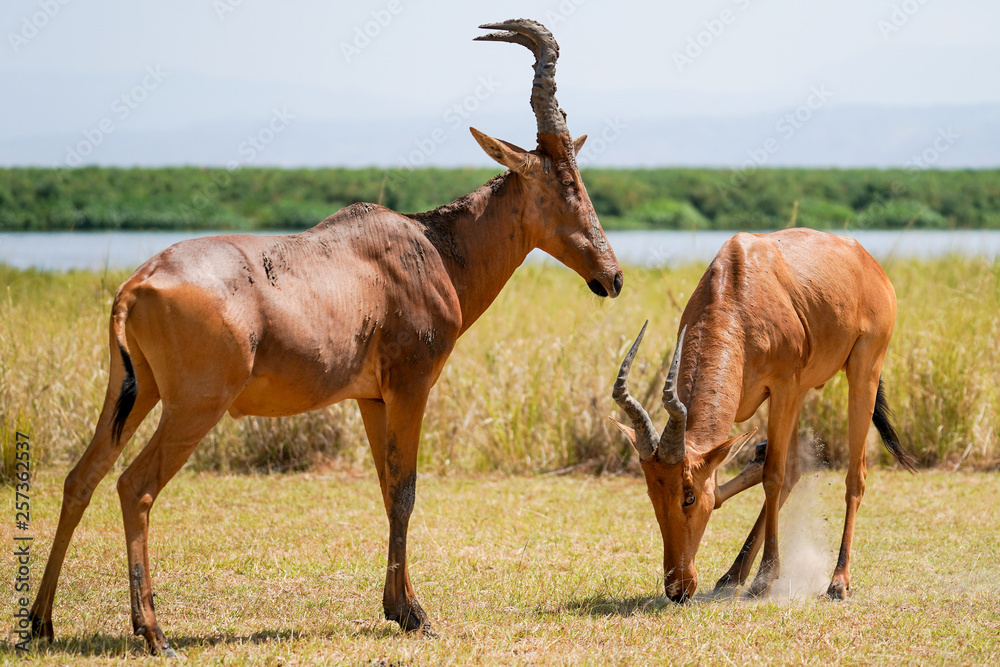 Damaliscus in Murchison Falls Damaliscus in Murchison Falls