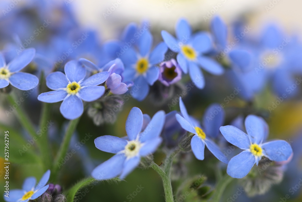 Hintergrund Frühling - Detailansicht der Pflanze Vergissmeinnicht mit Textfreiraum Hintergrund Frühling - Detailansicht der Pflanze Vergissmeinnicht mit Textfreiraum