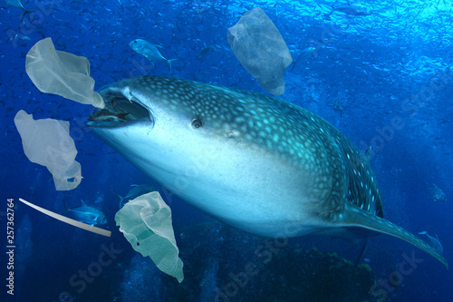 Plastic ocean pollution. Whale Shark filter feeds in polluted ocean, ingesting plastic  © Richard Carey