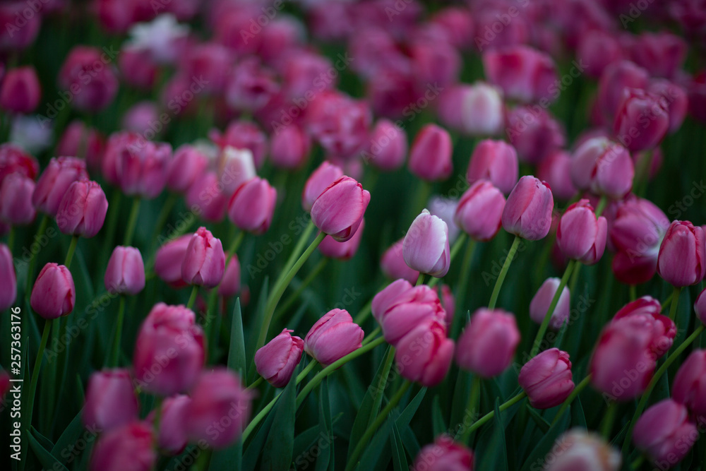 Нежные светло-фиолетовые тюльпаны в нескучном саду