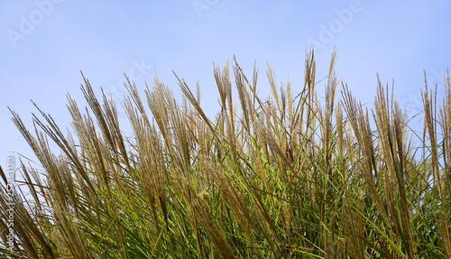Ornamental grass on blue sky background.