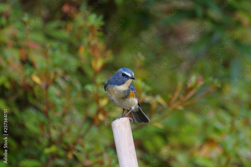 Naklejka premium ルリビタキ ♂