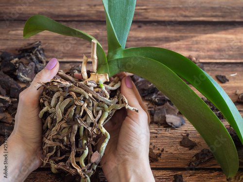Damaged Orchid roots. Diseased roots of plants.