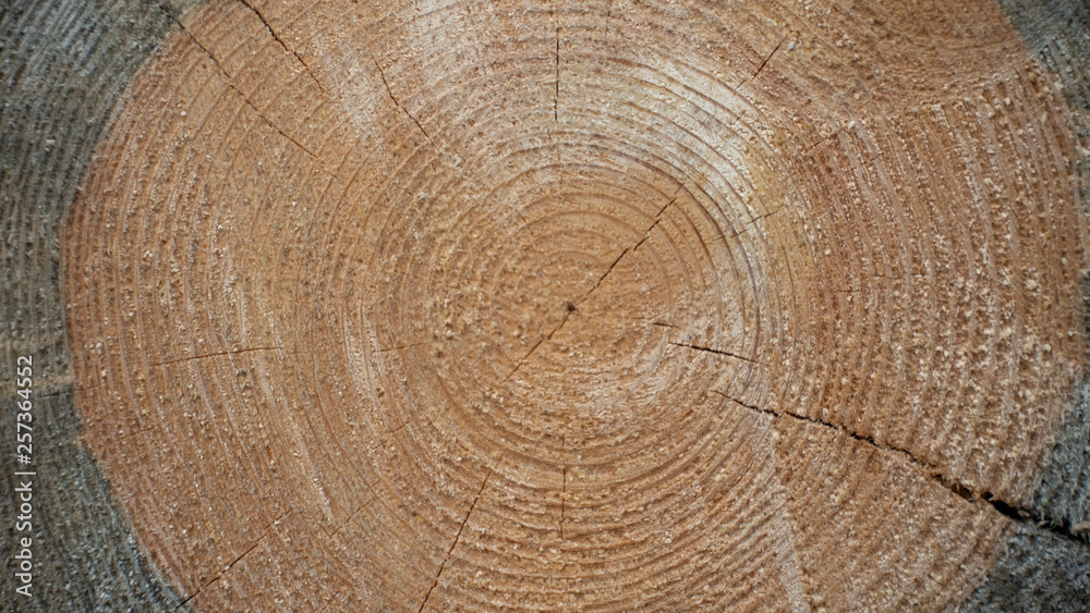 Naklejka premium Wood texture of cut tree trunk