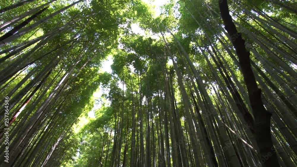 Panorama in Sagano Bamboo Forest in Kyoto Panorama in Sagano Bamboo Forest in Kyoto