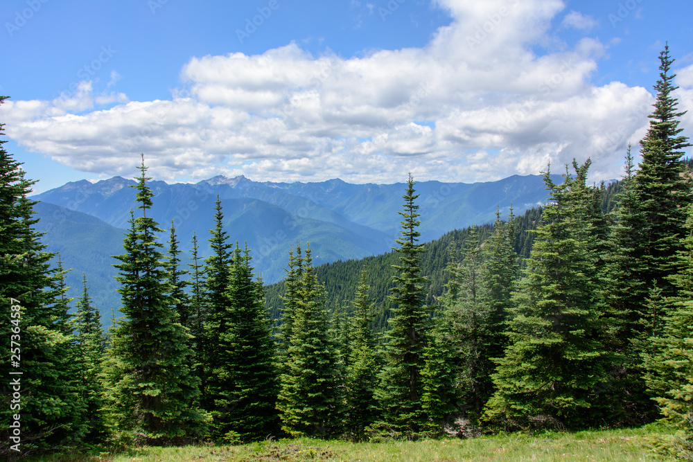 Mountain forest, Olympic National Park - Washington state. USA