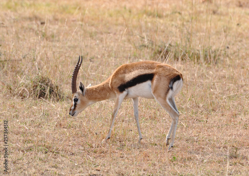 Gazelle in savannah