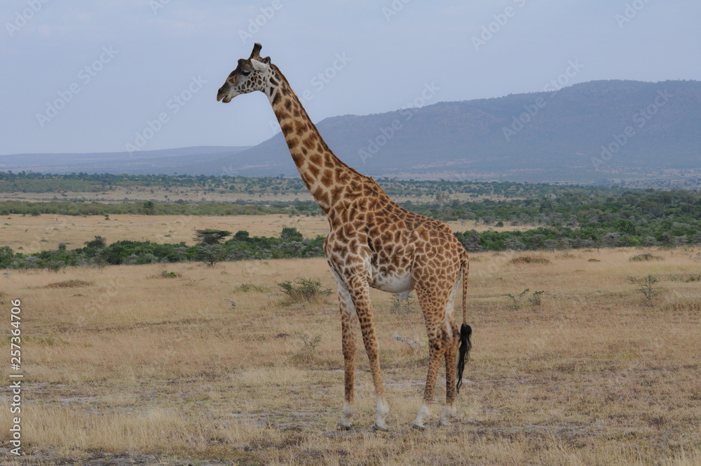 Fototapeta premium Giraffe in savannah