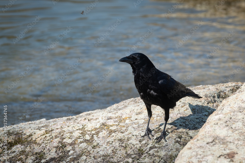 Fototapeta premium Corbeau sur un rocher qui regarde un insecte