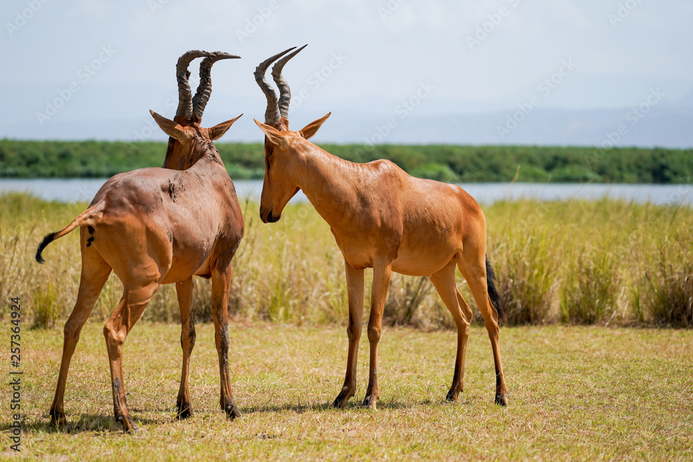 Fototapeta premium Damaliscus in Murchison Falls