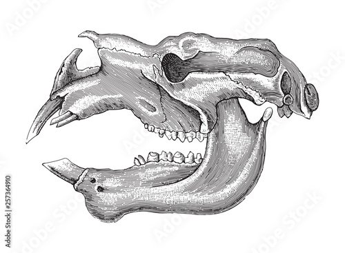 Skull Giant Wombat (Diprotodon) / vintage illustration from Meyers Konversations-Lexikon 1897